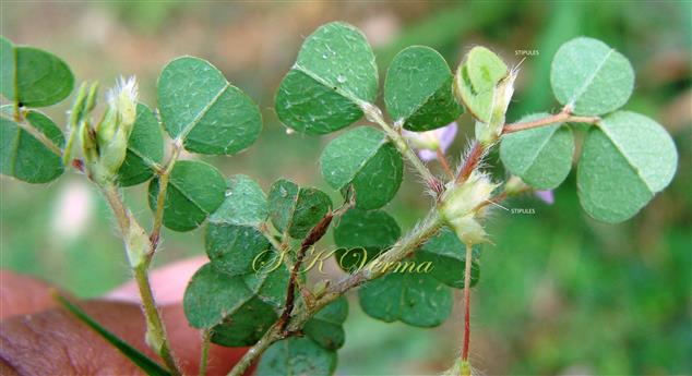  Branch bearing leaves (Abaxial surface) and stipules